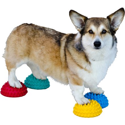 FitPAWS Paw Pods 4 darabos egyensúlyfejlesztő készlet kutyáknak, vegyes színekben, neuralis stimuláció és motoros készségek fejlesztésér