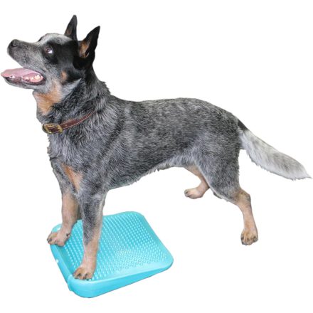 FitPAWS® Kutyás Egyensúly Rampa texturált felülettel, kezdő egyensúly tréninghez és rehabilitációho